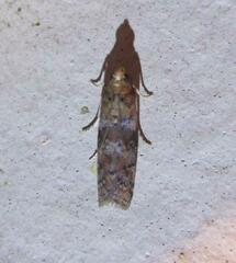 Sciota rubrisparsella