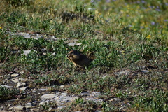 Urocitellus columbianus