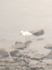 Egretta garzetta garzetta