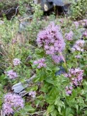 Ageratina occidentalis