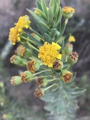 Euryops lateriflorus