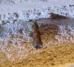 Sciota rubrisparsella