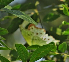 Protogoniomorpha parhassus