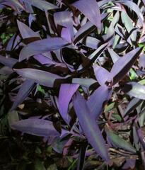 Tradescantia pallida