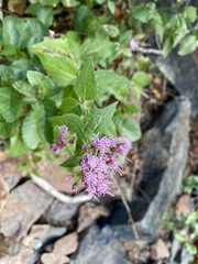 Ageratina occidentalis