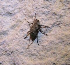 Sternidius mimeticus