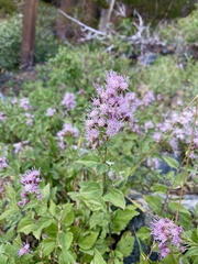 Ageratina occidentalis