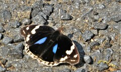Junonia oenone oenone