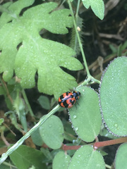 Coccinella transversalis