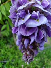 Wisteria frutescens