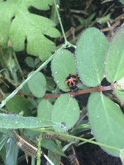 Coccinella transversalis