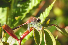 Sympetrum obtrusum