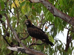 Hamirostra melanosternon