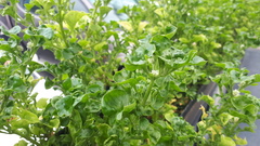 Alternanthera sissoo