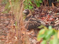 Hamirostra melanosternon