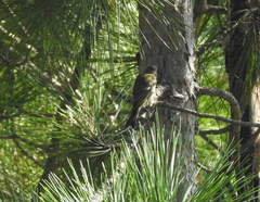 Setophaga pinus