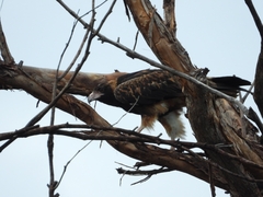 Hamirostra melanosternon