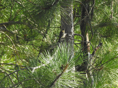 Setophaga pinus