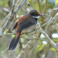 Rhipidura rufifrons