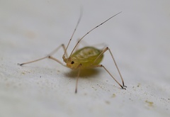 Macrosiphini