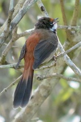 Rhipidura rufifrons