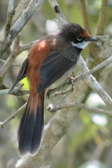 Rhipidura rufifrons
