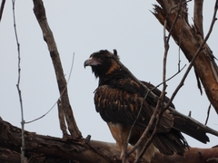 Hamirostra melanosternon