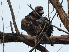 Hamirostra melanosternon