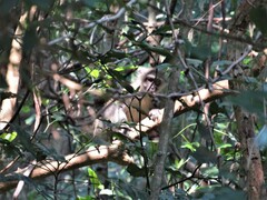 Chlorocebus pygerythrus pygerythrus