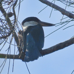 Todiramphus sordidus