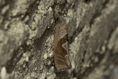 Pelochrista similiana