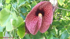 Aristolochia littoralis