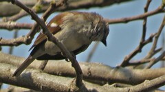 Passer diffusus stygiceps