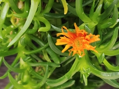 Lampranthus bicolor