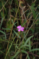 Dianthus bicolor
