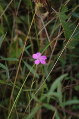 Dianthus bicolor