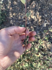 Cercocarpus betuloides betuloides