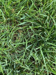 Poa annua