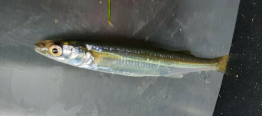 Basilichthys microlepidotus