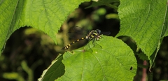 Ictinogomphus rapax