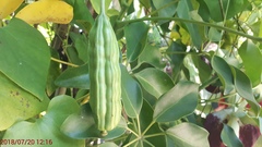 Aristolochia littoralis