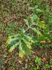 Stenocarpus sinuatus