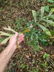 Stenocarpus sinuatus