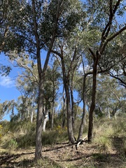 Eucalyptus macrorhyncha