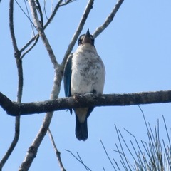 Todiramphus sordidus