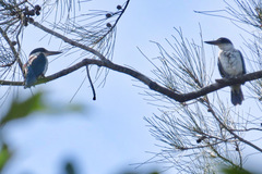 Todiramphus sordidus