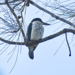 Todiramphus sordidus