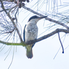 Todiramphus sordidus