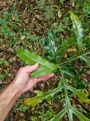 Stenocarpus sinuatus