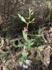Eucalyptus macrorhyncha